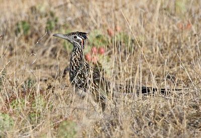 Greater Roadrunner 2024-09-01
