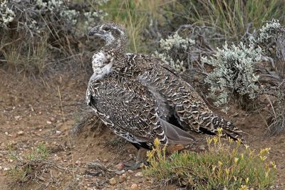 Greater Sage-Grouse 2024-09-10