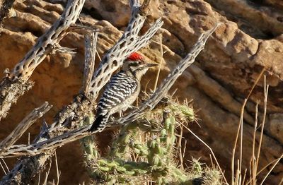 Ladder-backed Woodpecker 2024-09-01