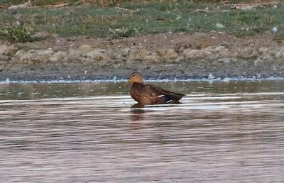 Mallard x Mexican Duck Hybrid 2024-10-05