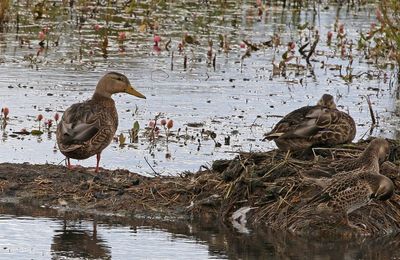 Mexican Duck 2024-09-17