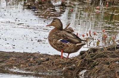 Mexican Duck 2024-09-17