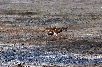 Ruddy Turnstone 2024-09-02