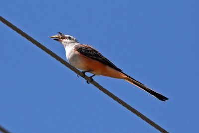 Scissor-tailed Flycatcher 2024-08-31