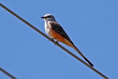 Scissor-tailed Flycatcher 2024-08-31
