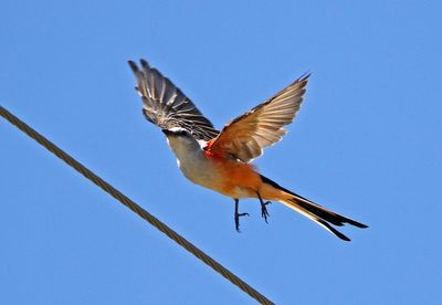 Scissor-tailed Flycatcher 2024-08-31