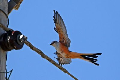 Scissor-tailed Flycatcher 2024-08-31