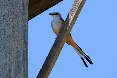 Scissor-tailed Flycatcher 2024-08-31