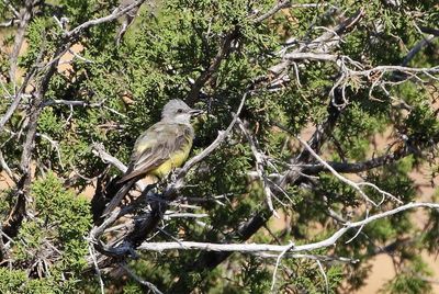 Western Kingbird 2024-09-01