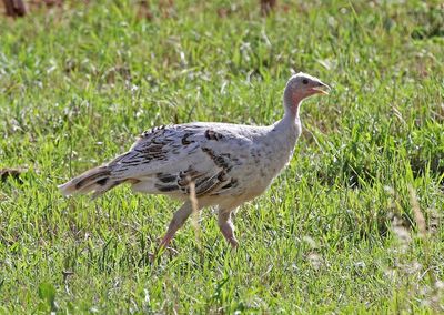 Wild Turkey 2024-08-19
