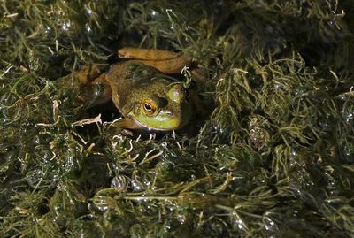 American Bullfrog 2024-09-01