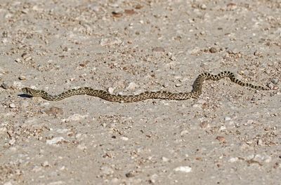 Bullsnake 2024-08-31
