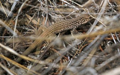 Colorado Checkered Whiptail 2024-09-01