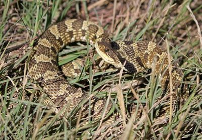 Eastern Hog-nosed Snake 2024-08-31