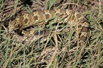 Eastern Hog-nosed Snake 2024-08-31