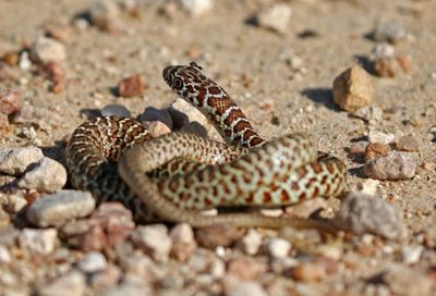 Eastern Yellow-bellied Racer 2024-08-31