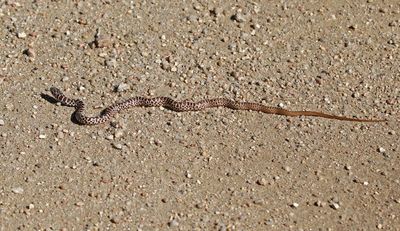 Eastern Yellow-bellied Racer 2024-09-02