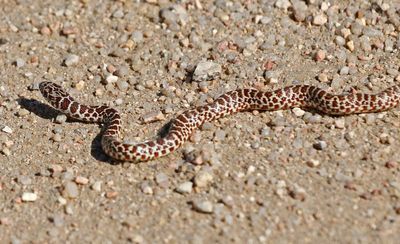 Eastern Yellow-bellied Racer 2024-09-02