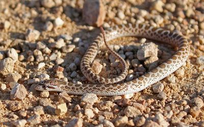 Kansas Glossy Snake 2024-08-31