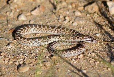 Kansas Glossy Snake 2024-08-31