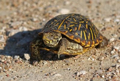 Ornate Box Turtle 2024-08-31