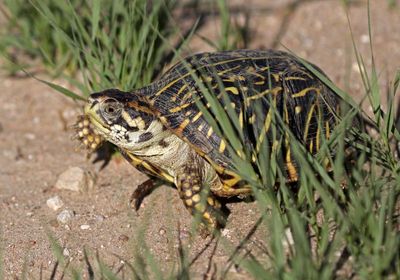 Ornate Box Turtle 2024-08-31