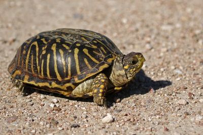 Ornate Box Turtle 2024-08-31