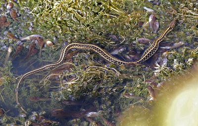 Plains Gartersnake 2024-09-01