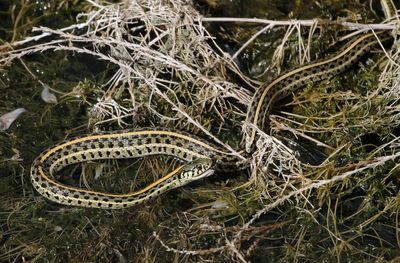 Plains Gartersnake 2024-09-01