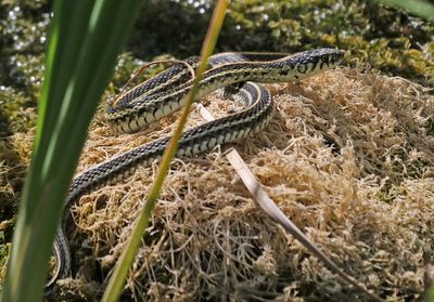Plains Gartersnake 2024-09-01