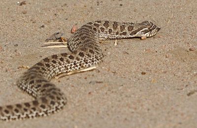 Plains Hog-nosed Snake 2024-09-13