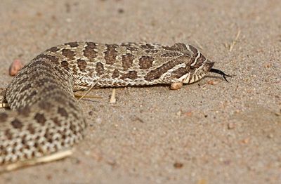 Plains Hog-nosed Snake 2024-09-13