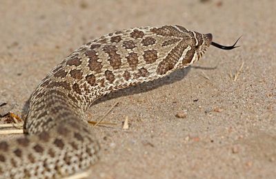 Plains Hog-nosed Snake 2024-09-13