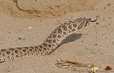 Plains Hog-nosed Snake 2024-09-13