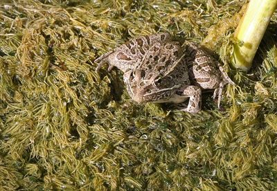 Plains Leopard Frog 2024-09-01