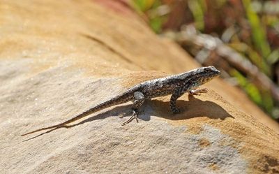 Prairie Lizard 2024-09-01