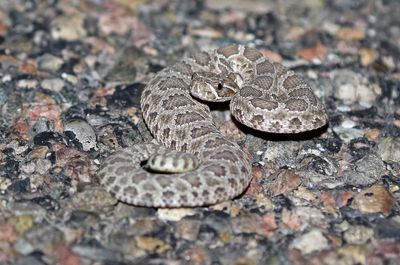 Prairie Rattlesnake 2024-08-31