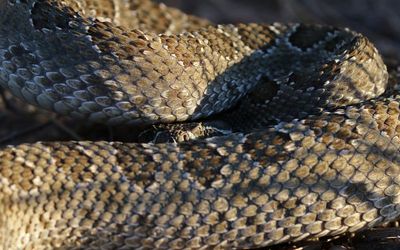 Prairie Rattlesnake 2024-09-01