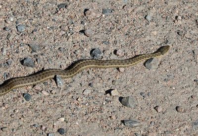 Wandering Gartersnake 2024-09-10