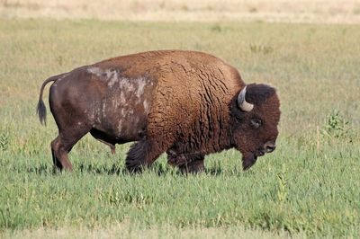 American Bison 2024-08-28