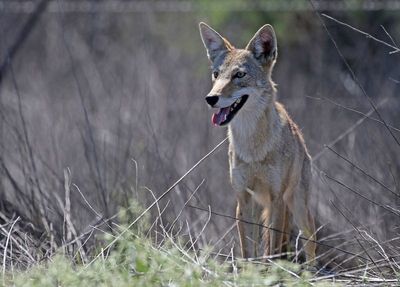 Coyote 2024-08-31
