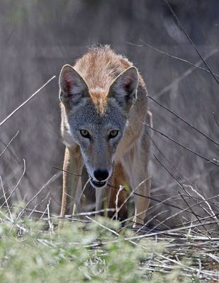 Coyote 2024-08-31