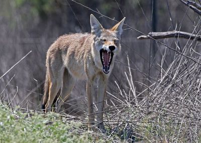 Coyote 2024-08-31