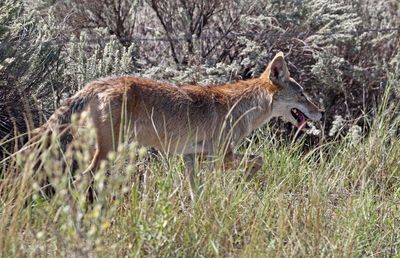 Coyote 2024-08-31