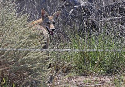 Coyote 2024-08-31