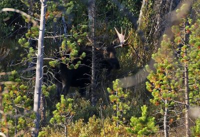 Moose 2024-09-10