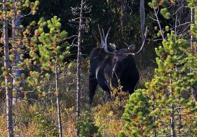 Moose 2024-09-10