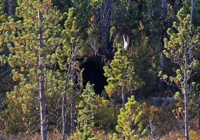 Moose 2024-09-10
