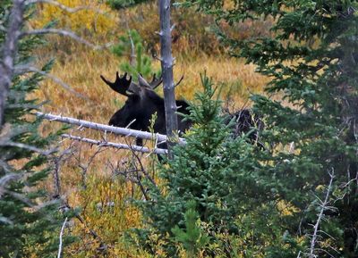 Moose 2024-09-17