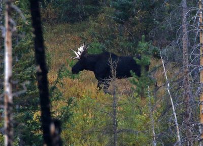 Moose 2024-09-17
